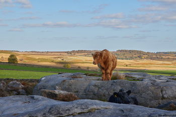 Peak District cattle This landscape photograph captures a rural scene in the Peak District, specifically at Curbar Edge in Derbyshire, United Kingdom. Taken in the early afternoon during the autumn season, the image prominently features cattle on exposed rocky outcrops, with a Highland cow standing and another lying down. The rolling hills and patchwork fields of the Peak District provide a backdrop of golden and green hues typical of nature during this season. Curbar Edge, a well-known landmark in Derbyshire, is visible in the landscape, emphasizing the region's characteristic rugged terrain. The presence of animals, in particular cows, highlights the agricultural aspect of this rural area and demonstrates the harmonious interaction between livestock and the natural environment in this part of the United Kingdom.